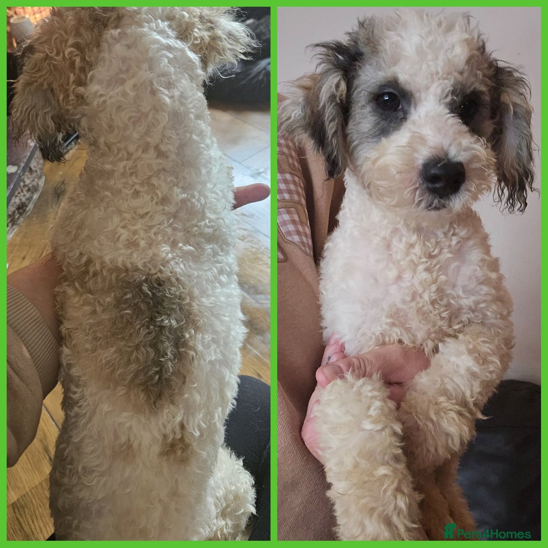 Poochon dogs for sale: F1 sable / sable merle poochons - Image 6