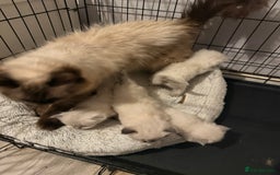 Ragdoll cats for sale: Pure ragdoll kittens  - Image 5