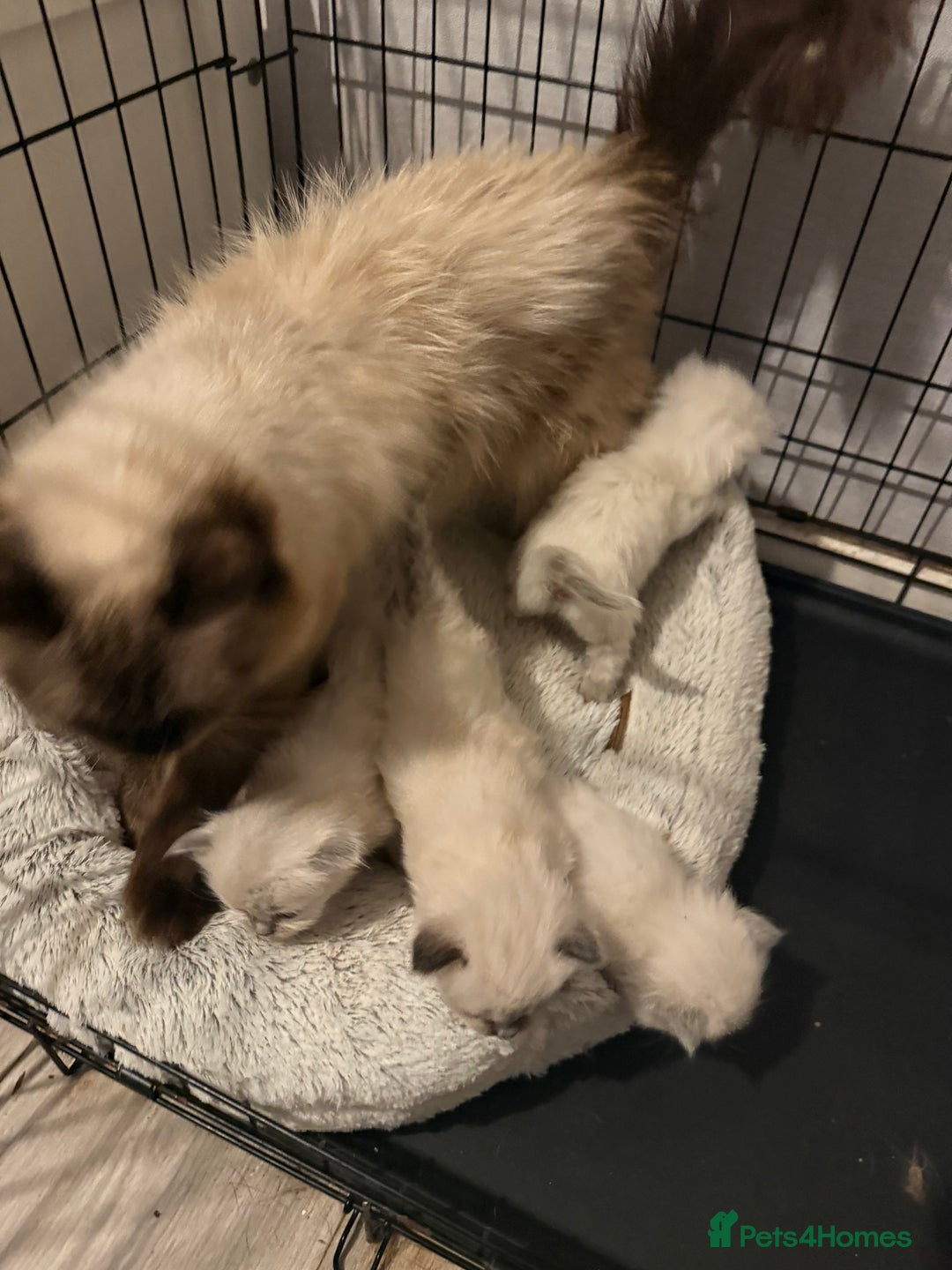 Ragdoll cats for sale: Pure ragdoll kittens  - Image 5