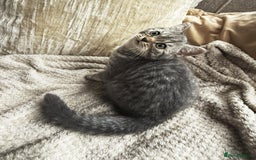 British Shorthair cats for sale: BSH kitten read now  - Image 2