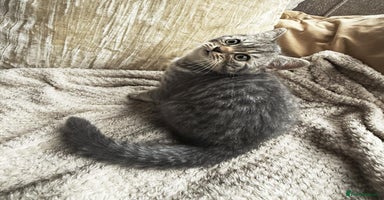 British Shorthair cats - Advert 9