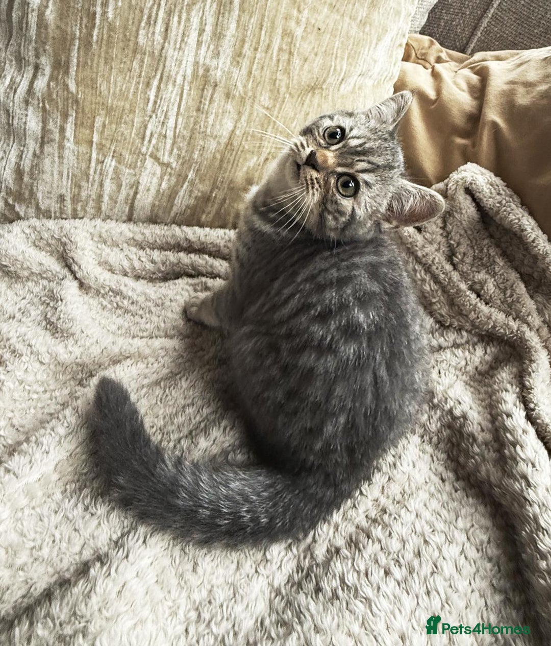 British Shorthair cats for sale: BSH kitten read now  - Image 2