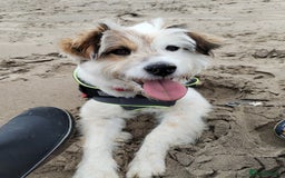 Mixed Breed dogs for sale: Romanian rommie rescue mixed breed rescue - Image 1
