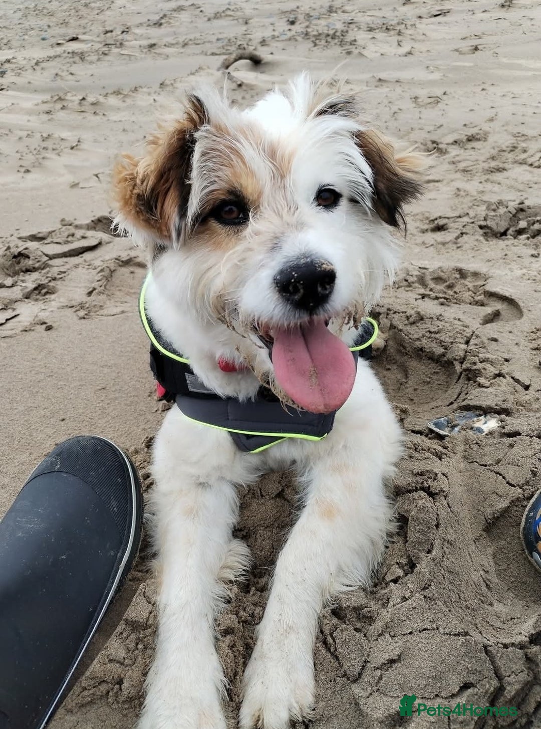 Mixed Breed dogs for sale: Romanian rommie rescue mixed breed rescue - Image 1