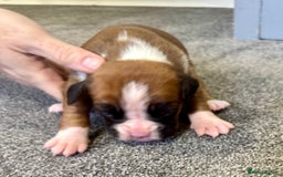 Boxer dogs for sale: KC Registered Boxer Puppies - Image 17