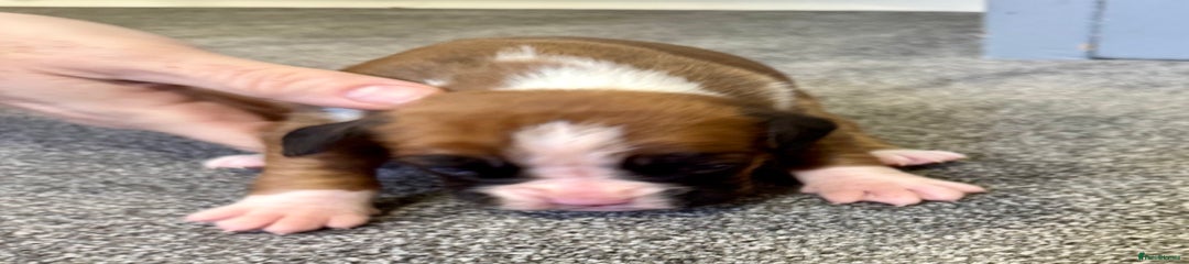  Puppy 5