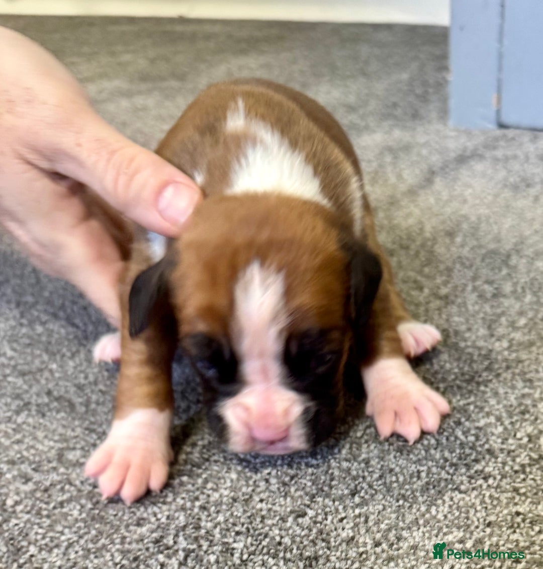 Boxer dogs for sale: KC Registered Boxer Puppies - Image 17