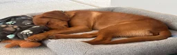 Labrador Retriever dogs for sale: Fox Red Labrador seeking forever loving home - Advert 2