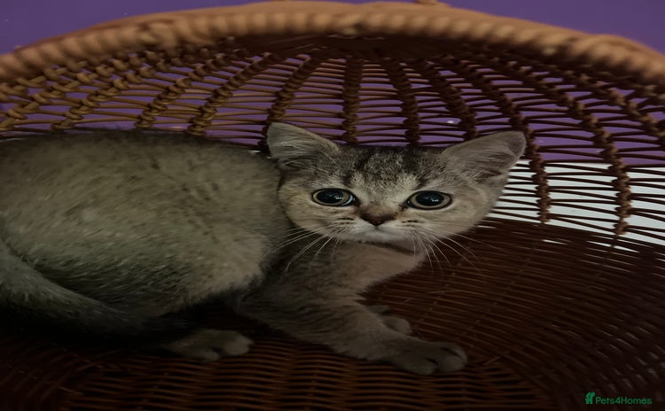 British Shorthair cats - Advert 3