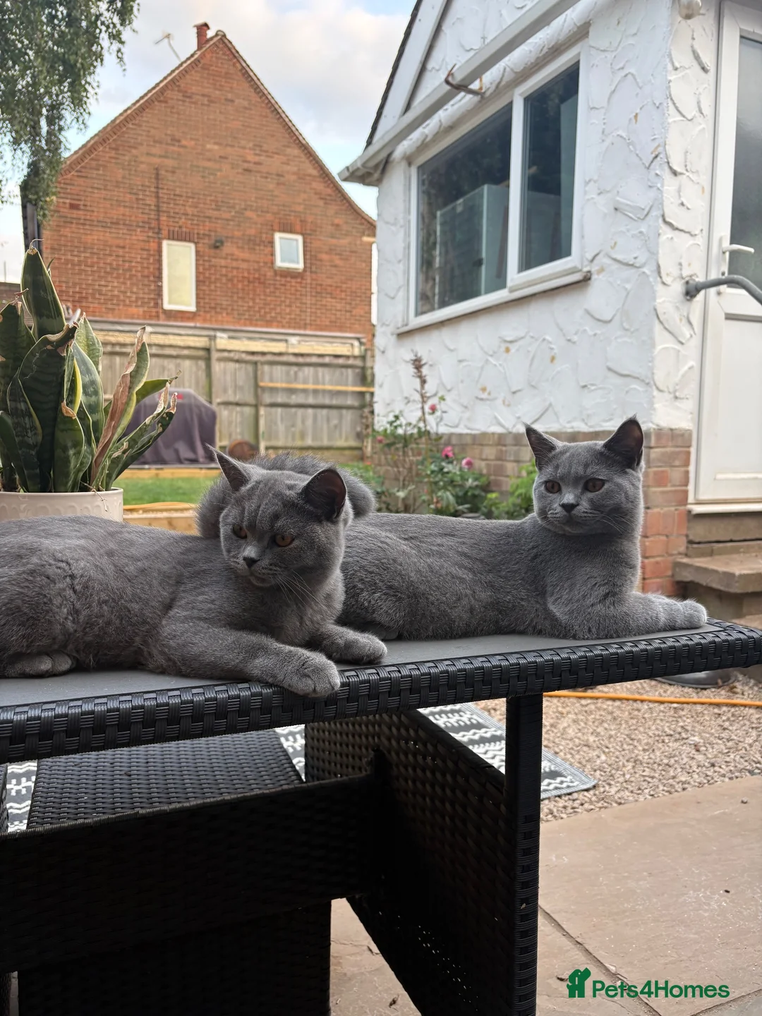 British Shorthair cats for sale: 3 bonded beautiful British shorthairs - Advert 2
