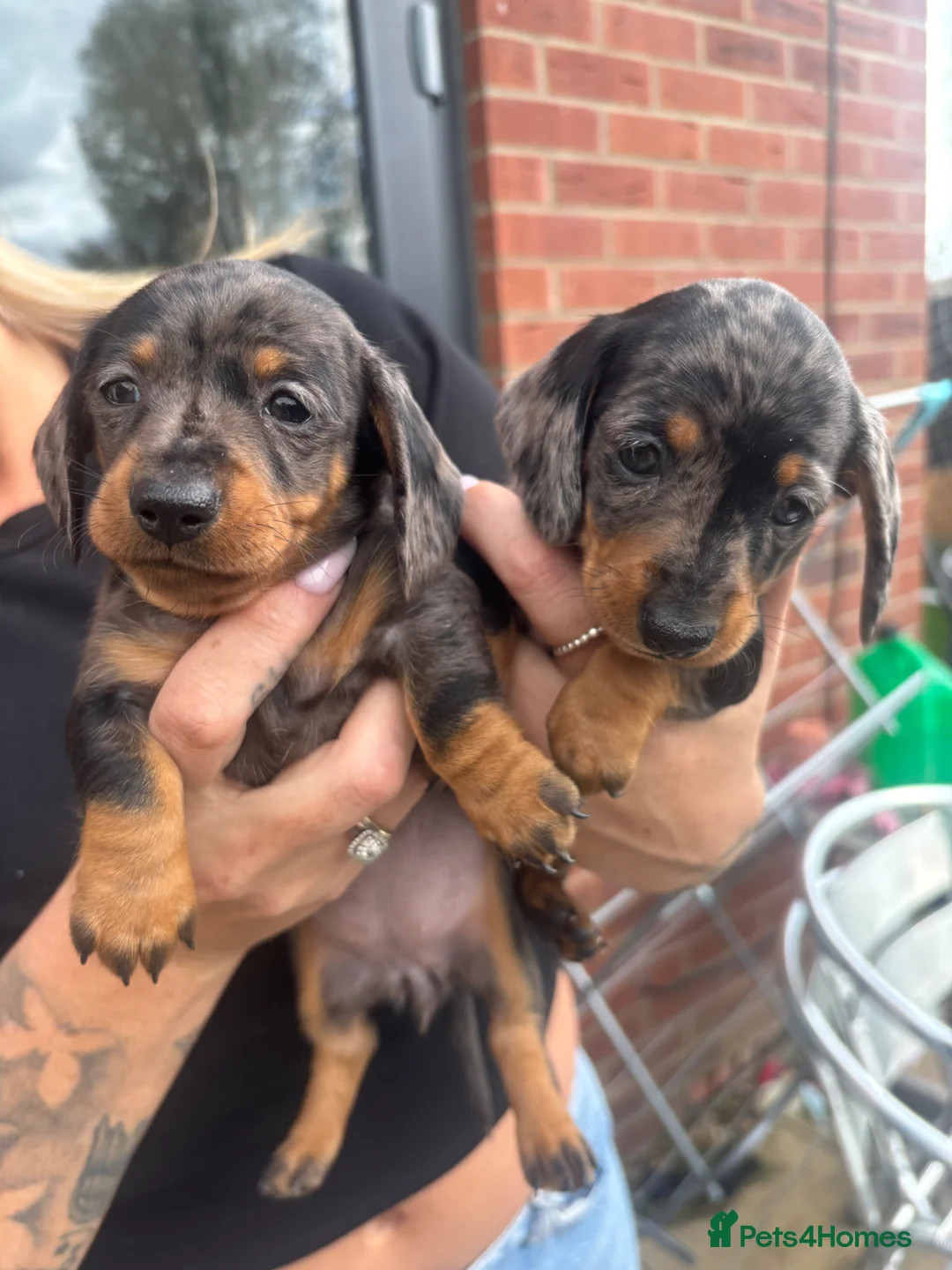 Miniature Dachshund dogs for sale: Beautiful babies - Advert 2
