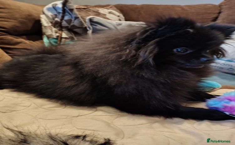 Pomeranian dogs Pom puppys with Kc reg , pedigree for sale - Advert 3