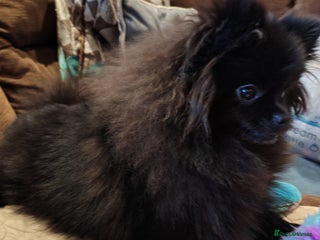 Pomeranian dogs Pom puppys with Kc reg , pedigree for sale - Advert 3