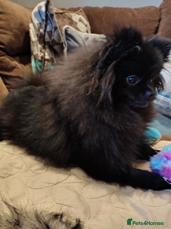 Pomeranian dogs Pom puppys with Kc reg , pedigree for sale - Advert 3