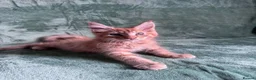 Maine Coon cats for sale: Purebred Maine Coon kittens - Advert 10