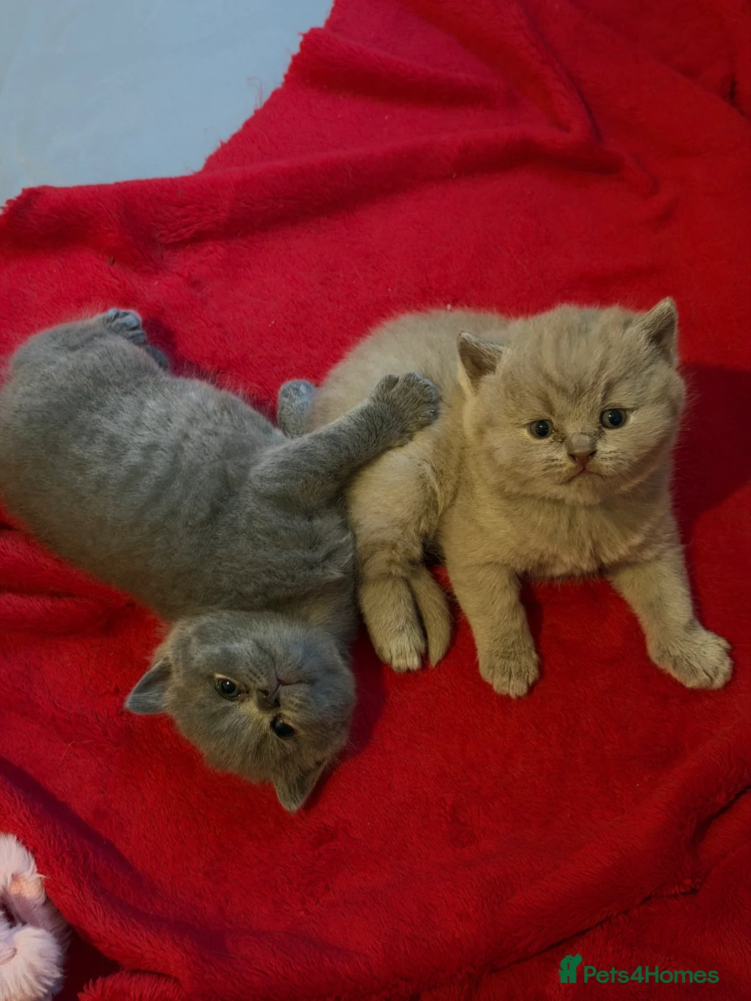 British Shorthair cats for sale: 2 beautiful British short hair kittens  in London - Advert 1