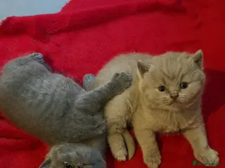 British Shorthair cats 2 beautiful British short hair kittens in London - Advert 4