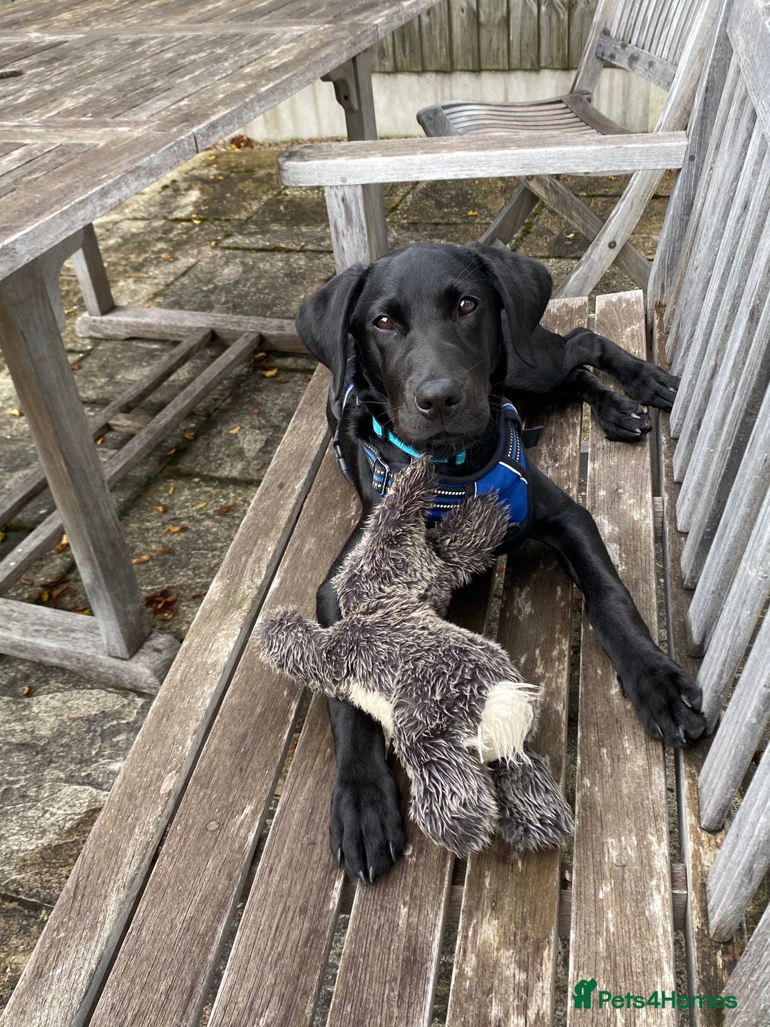 Labrador Retriever dogs for stud: Proven KC registered black field lab, for stud in Wirral - Advert 9