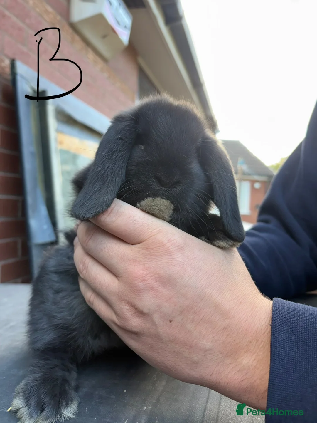 Mini Lop rabbits for sale: Adorable little mini lops - Advert 7