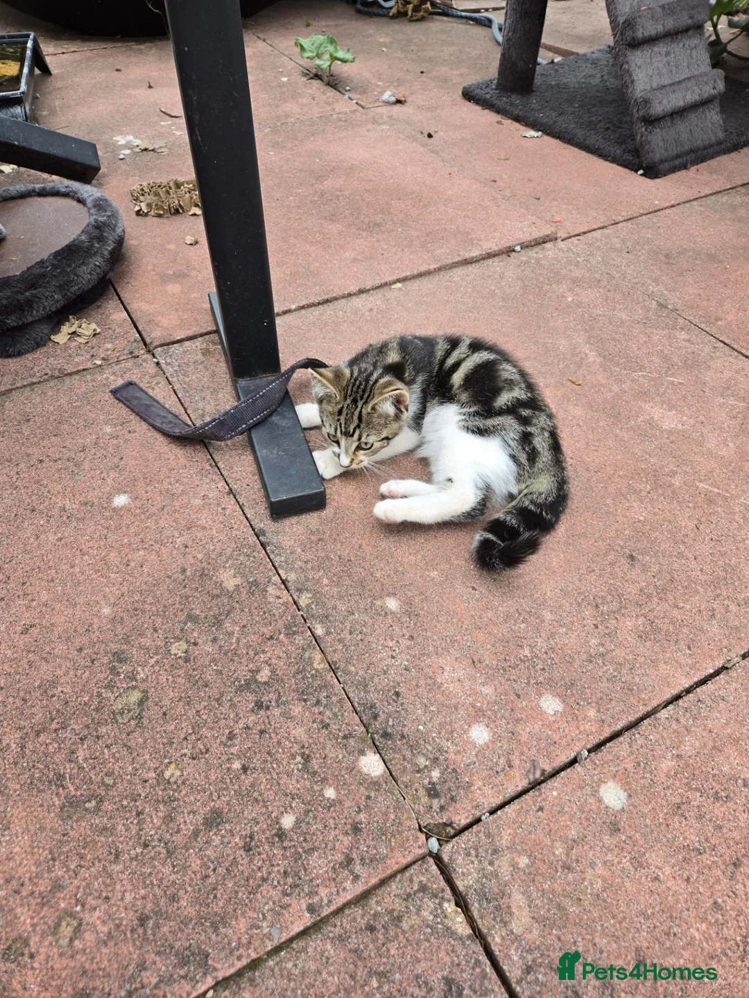 Mixed Breed cats for sale: 2 male Kittens in Birmingham - Advert 2