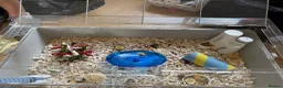 Hamster rodents for sale: 1 male and 1 female Syrian hamster  in Weymouth - Advert 4