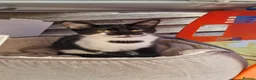 Mixed Breed cats for sale: Beautiful kittens boy and girl  - Advert 6
