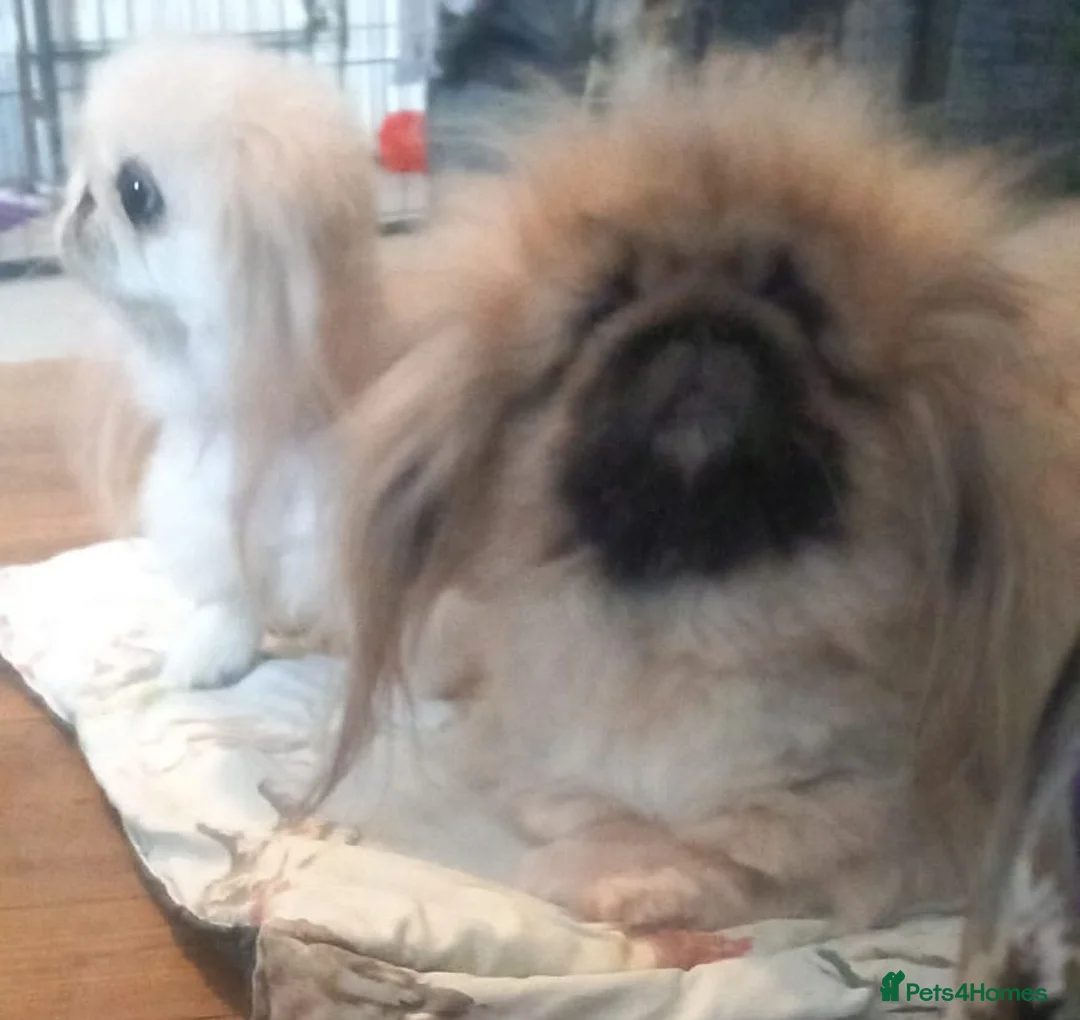 Pekingese dogs for sale: Two stunning female Pekingese black puppies - Advert 17