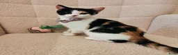 Mixed Breed cats for sale: 4 Loving kittens for sale  - Advert 1