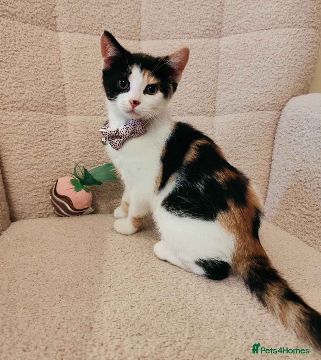 Mixed Breed cats for sale: 4 Loving kittens for sale  - Advert 1
