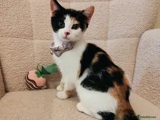 Mixed Breed cats 4 Loving kittens for sale - Advert 1