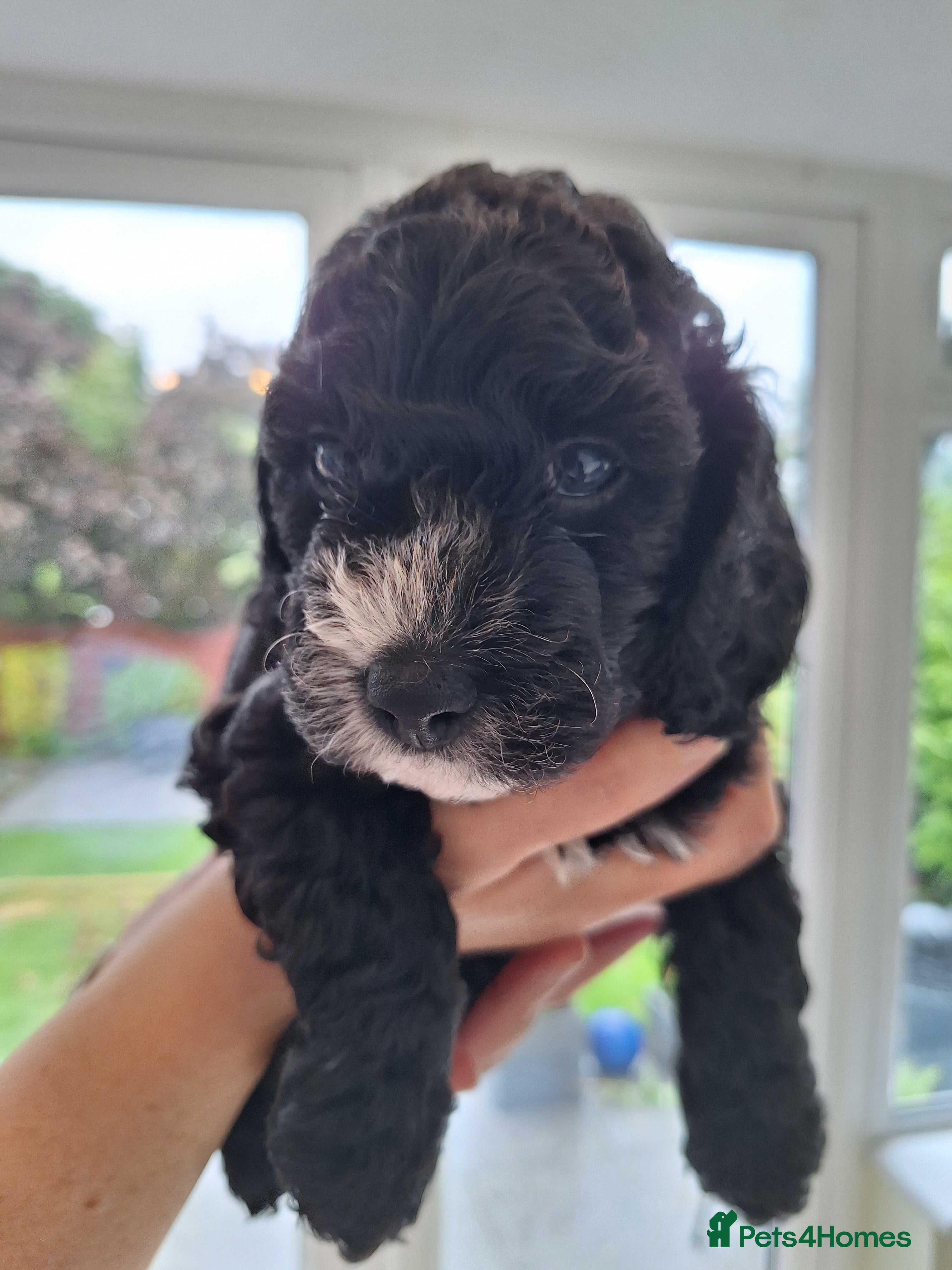 Cockapoo dogs for sale: Cockerpoo in Deal - Advert 6