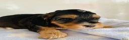 Cockapoo dogs for sale: First generation Cockapoos both KC parents  - Advert 8
