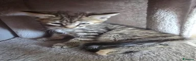 Maine Coon 4