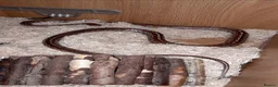 Corn Snake reptiles for sale: Female Tessera Cornsnake with Full vivarium Setup - Advert 7