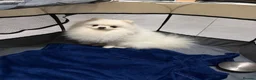 Pomeranian dogs for stud: Olaf white Pomeranian stud - Advert 9