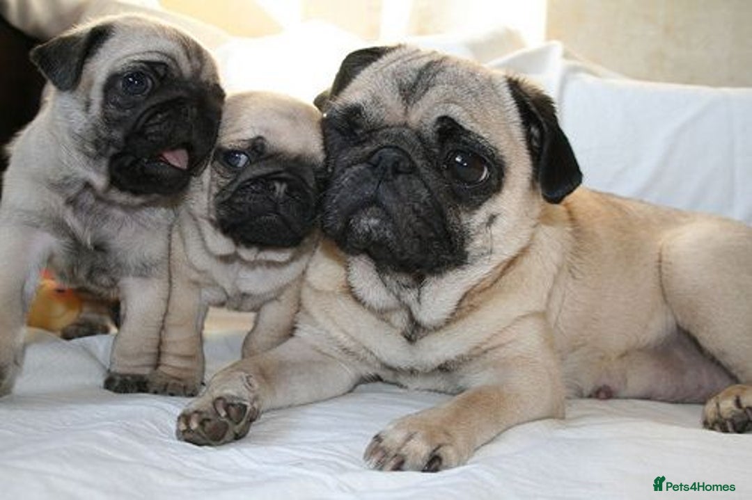 Pug dogs for sale: Male and female Pug puppies for sale - Image 5