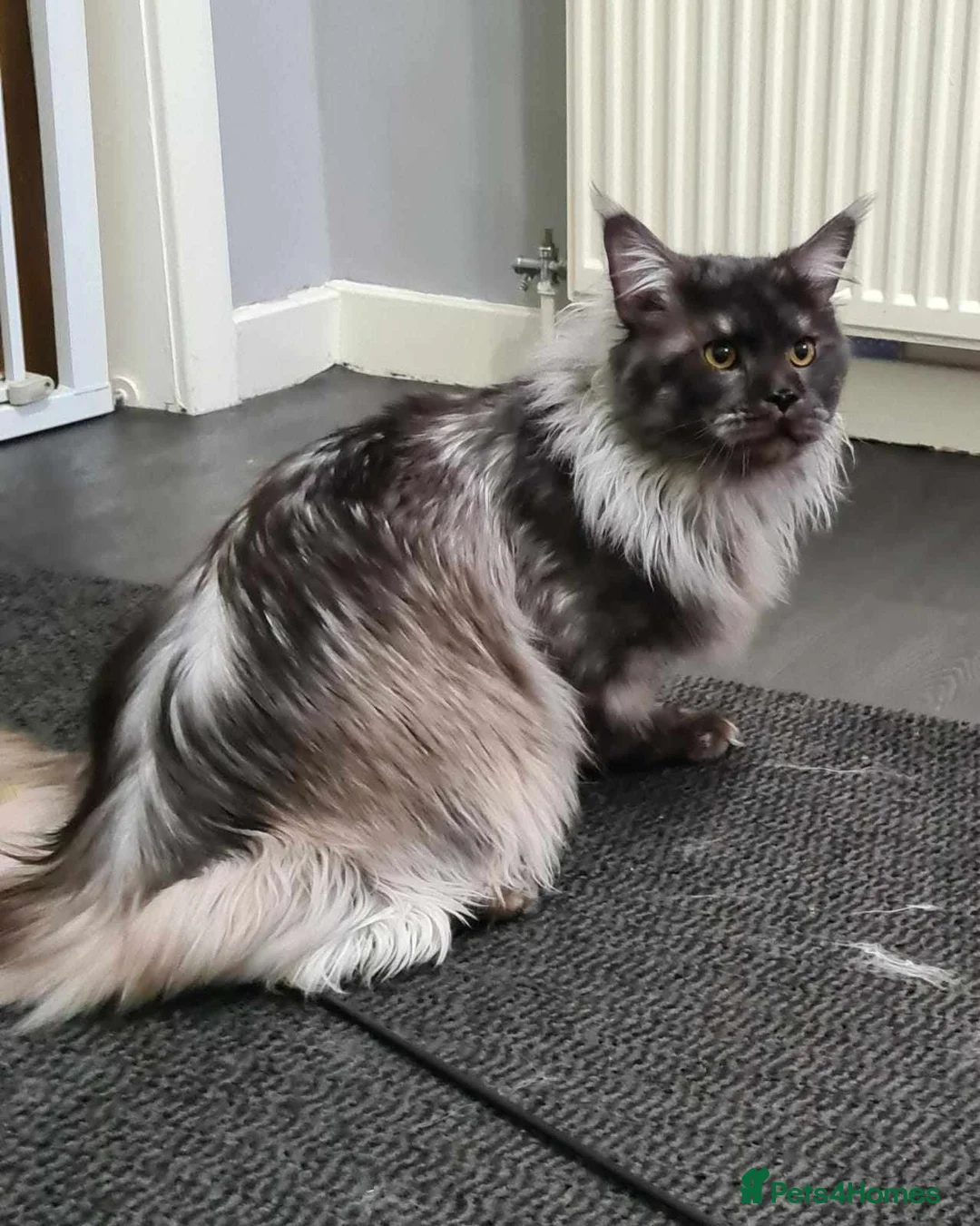 Maine Coon cats for sale: Beautiful Black Smoke Male - Advert 10