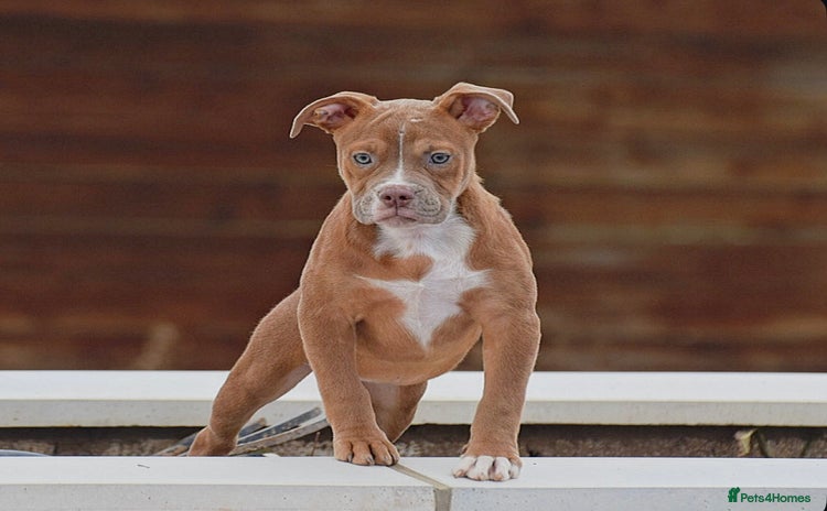 Olde English Bulldogge dogs - Advert 1
