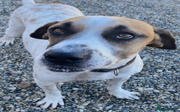 Pointer dogs for adoption: Jeffrey - gentle giant seeks forever cuddles! - Image 7