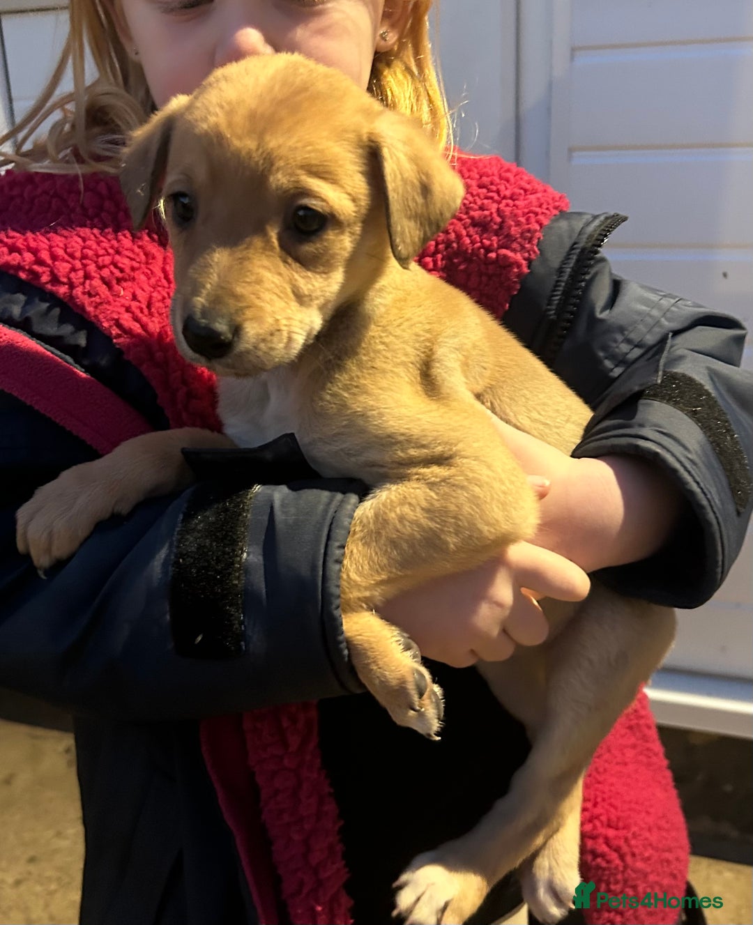Lurcher dogs for sale: Beautiful litter of Lurcher puppies  - Advert 9
