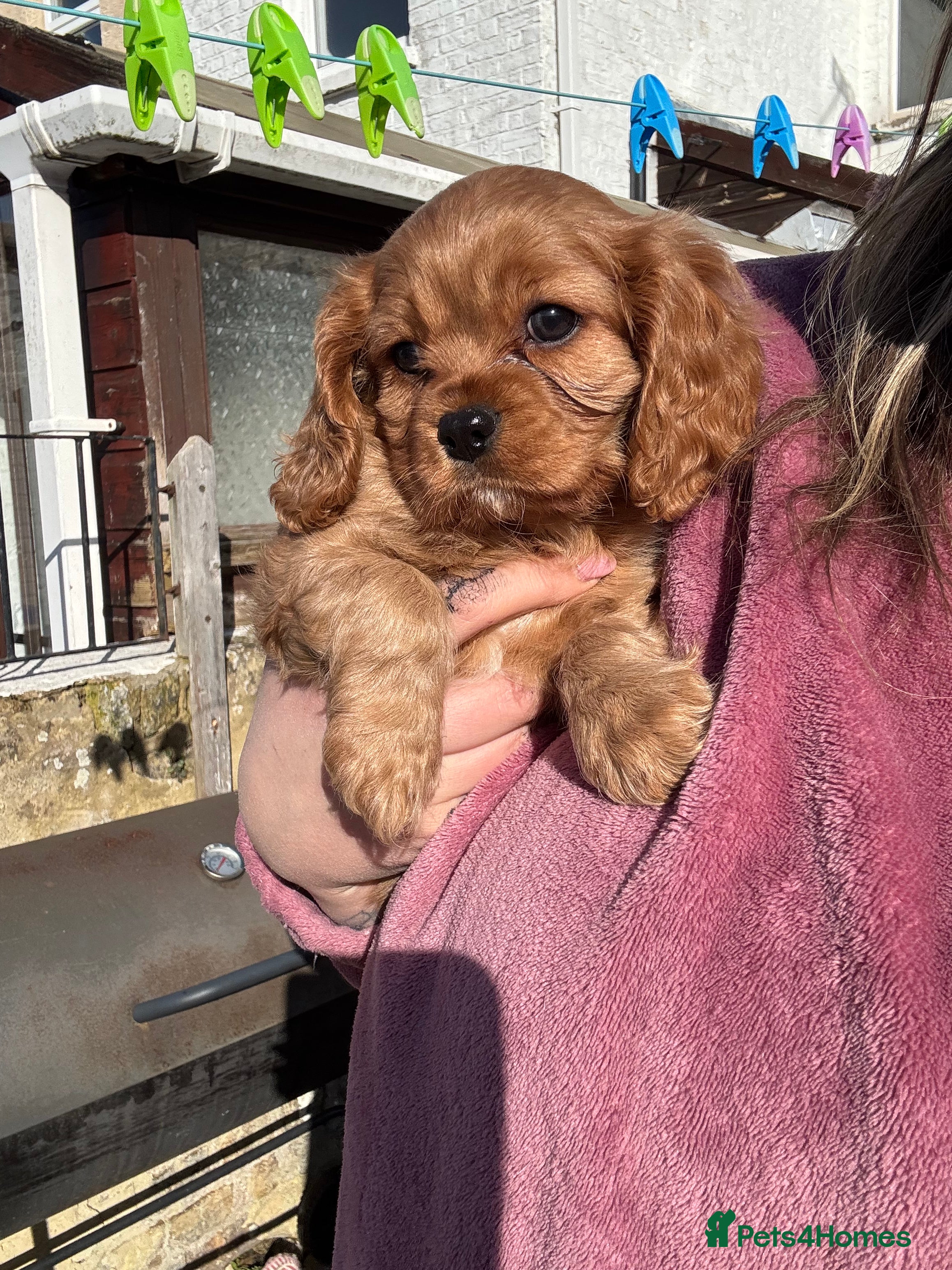 Cavalier King Charles Spaniel dogs Male King Charles Cavalier Puppies 🩵💙 - Advert 14