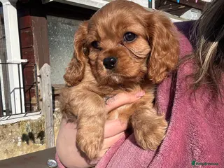 Cavalier King Charles Spaniel dogs Male King Charles Cavalier Puppies 🩵💙 - Advert 14