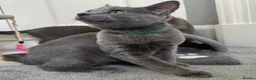 Russian Blue cats for sale: Russian Blue Kittens  - Advert 3