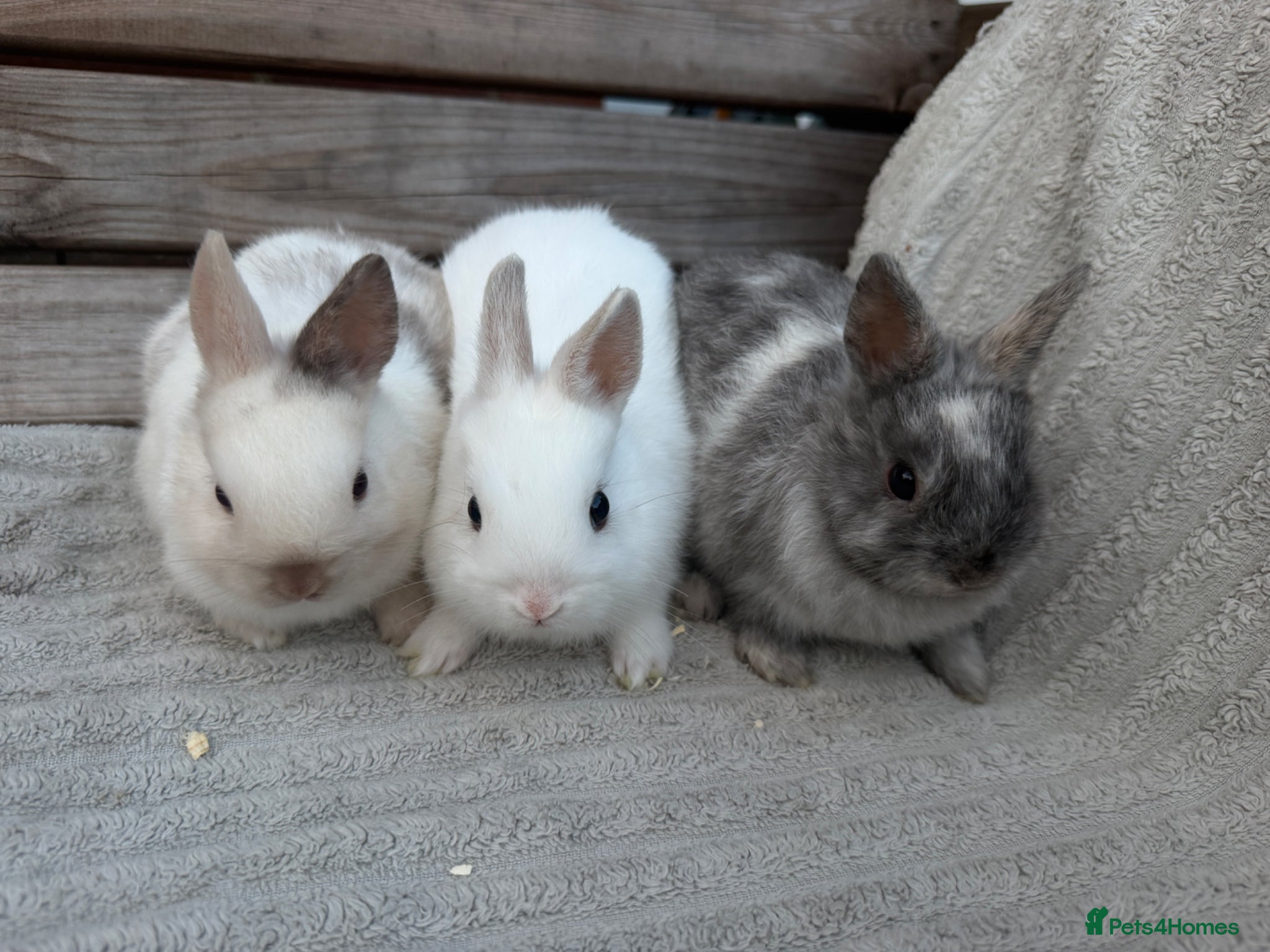 Netherland Dwarf rabbits 3 gorgeous netherland dwarf babies - Advert 2