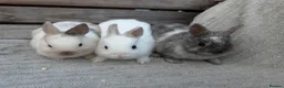 Netherland Dwarf rabbits for sale: 3 gorgeous netherland dwarf babies in Welwyn Garden City - Advert 2