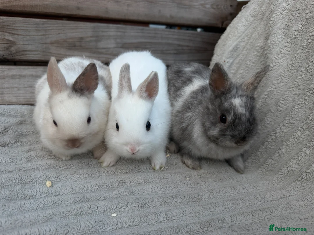 Netherland Dwarf rabbits for sale: 3 gorgeous netherland dwarf babies in Welwyn Garden City - Advert 2