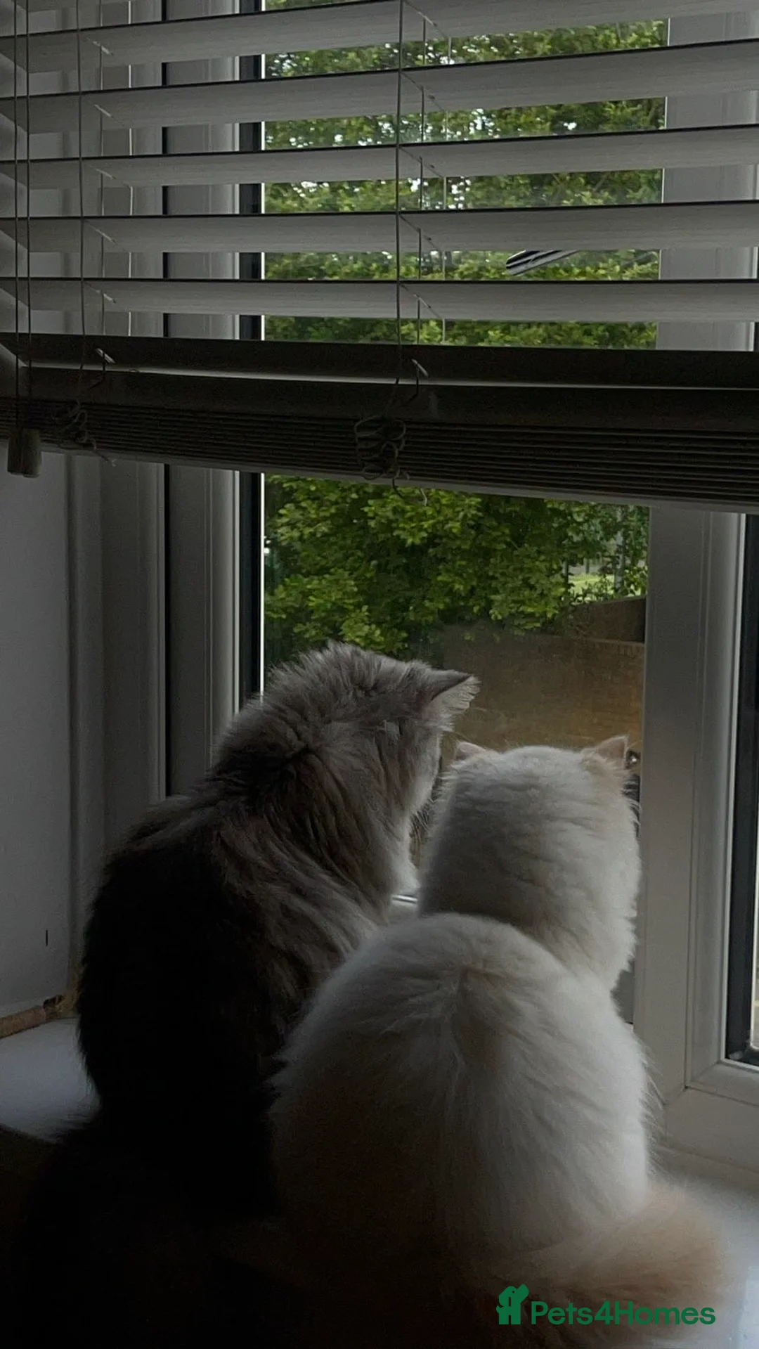 Persian cats for sale: 2 Persian doll face kittens  - Advert 5