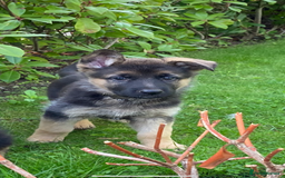 German Shepherd dogs for sale: KC Reg. Amazing Beautiful Girls Awaiting A Home ❤️ - Image 27