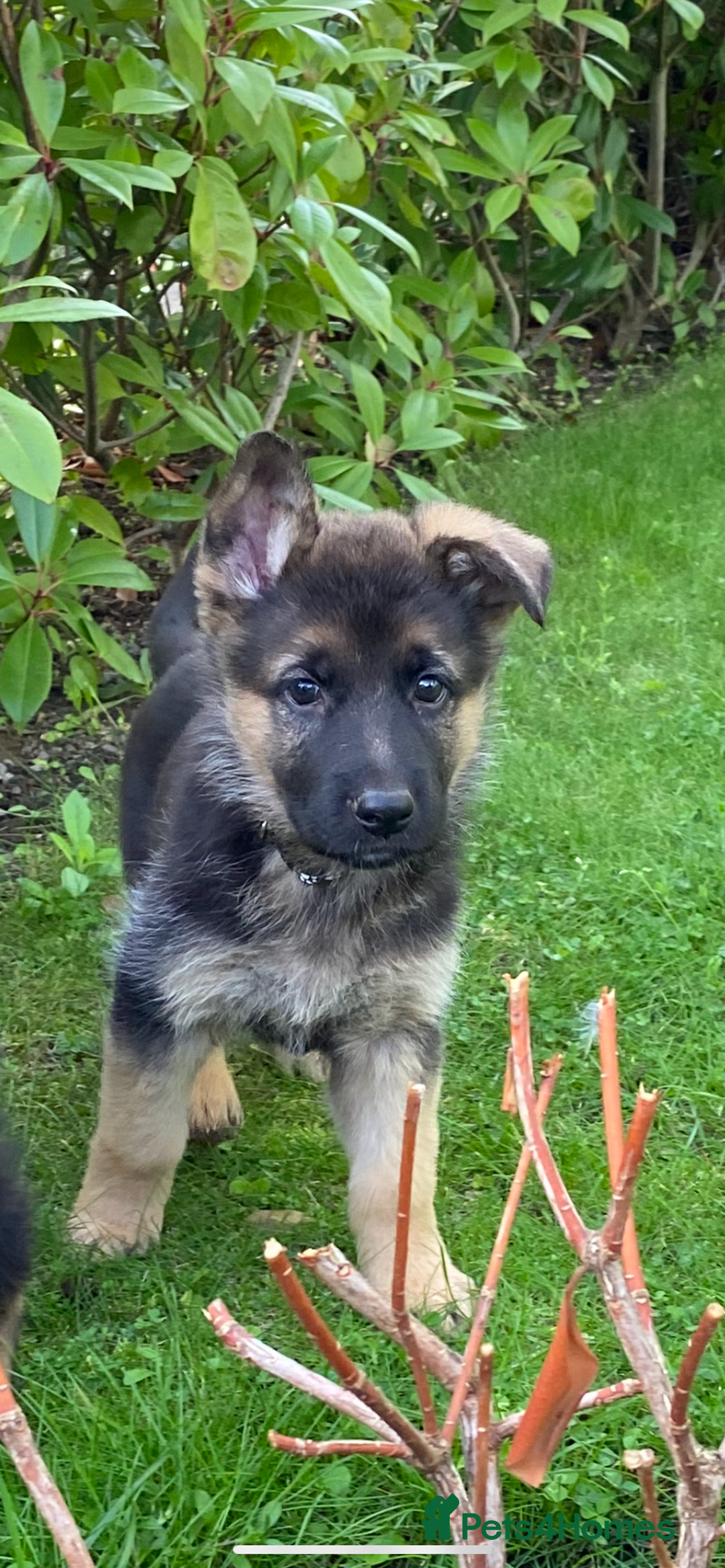 German Shepherd dogs for sale: KC Reg. Amazing Beautiful Girls Awaiting A Home ❤️ - Image 27
