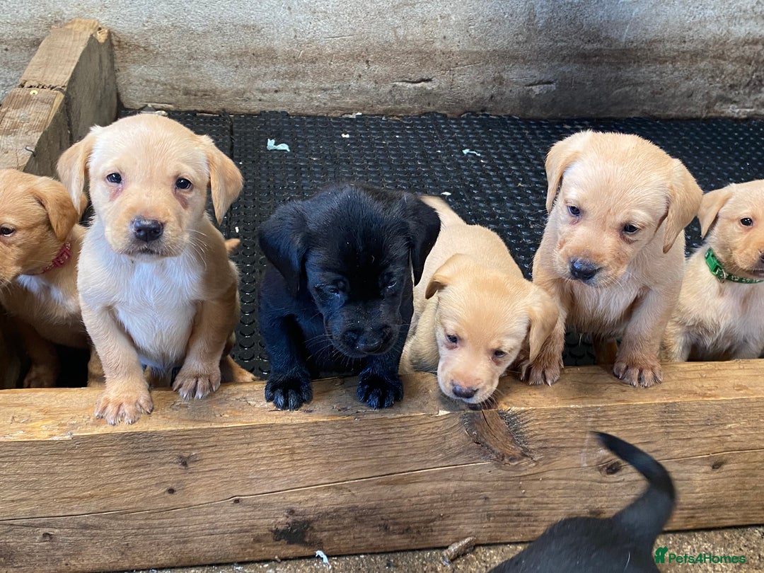Labrador Retriever dogs for sale: Fox red Labrador puppies  - Image 3